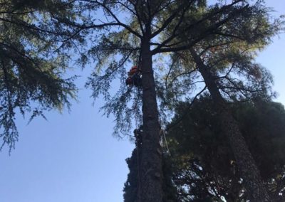 Apeo controlado de Pino afectado por Plaga