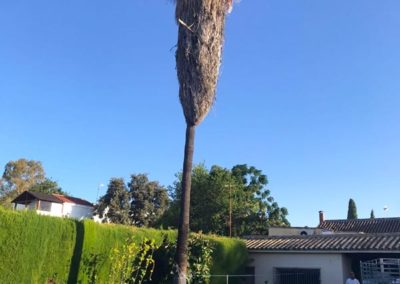 Tala de palmera en jardín