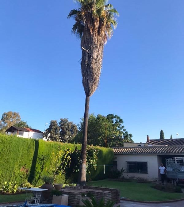 Tala de palmera en jardín