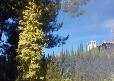 Reducción de copa de pinos en jardín