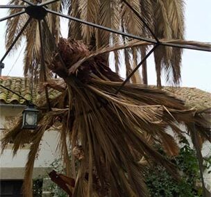 Retirada de palmera afectada por Picudo Rojo