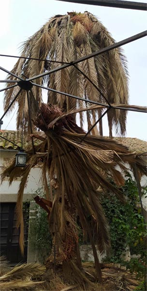 Retirada de palmera afectada por Picudo Rojo